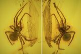 Detailed Fossil Spider (Aranea) In Baltic Amber #73311-2